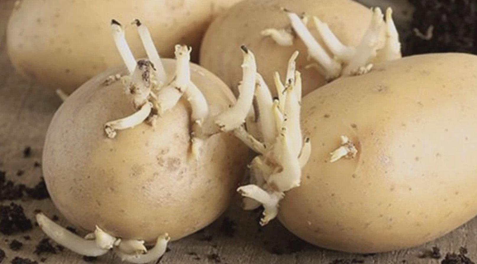 Parazax Complex składniki